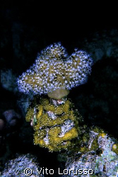 Corals by Vito Lorusso 